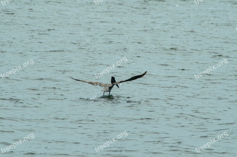 Pelican Ocean Wildlife Bird Nature