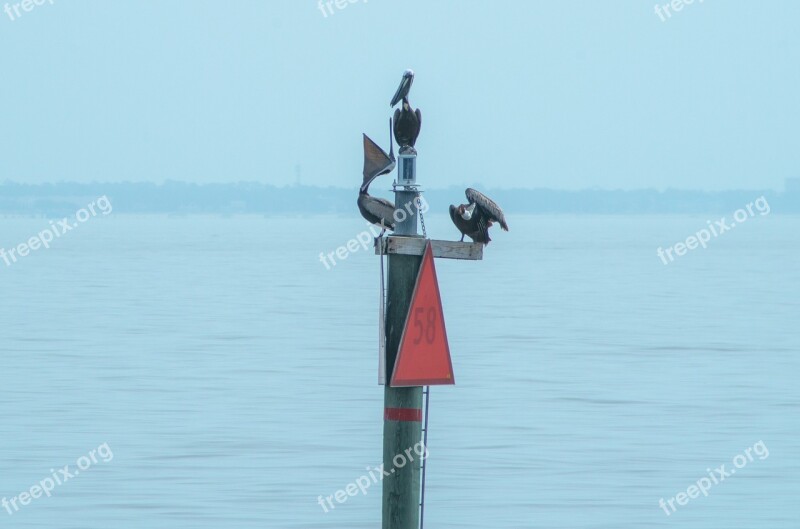 Pelican Ocean Wildlife Bird Nature