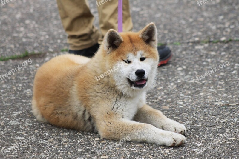 Akita Akita Inu Dog Free Photos