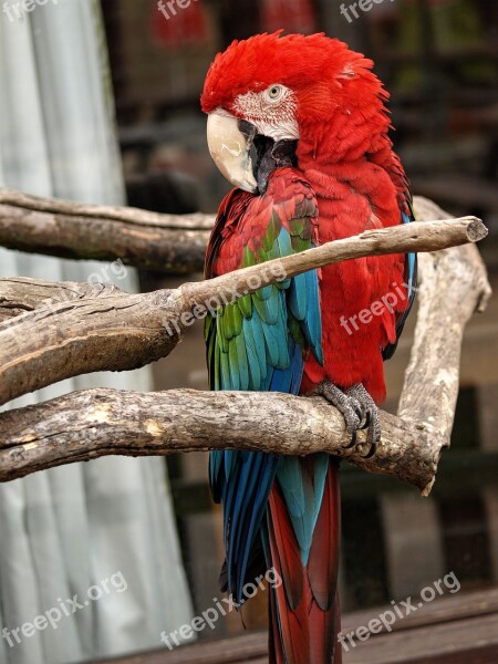 Animal Red Parrot Nature Funny