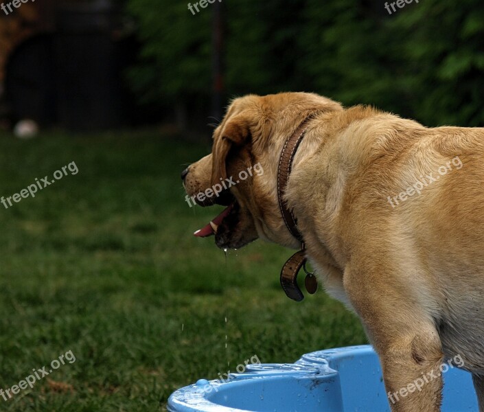 Dog Labrador Pet Cute Golden