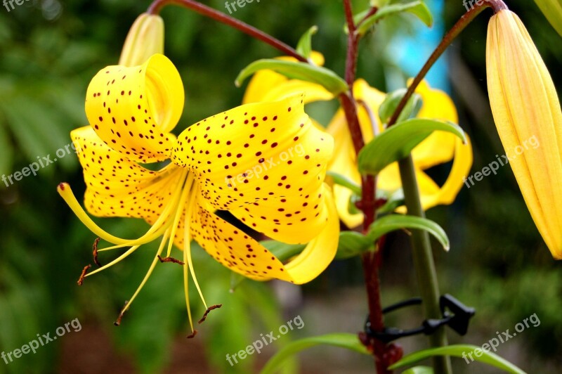 Flower Yellow Yellow Flower Yellow Flowers Nature