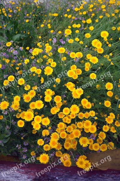 Yellow Flowers Summer Nature Summer Flowers