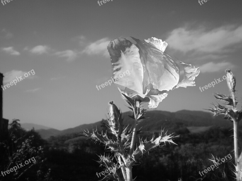 Black And White Flower Wild Poppy Photoshop Free Photos