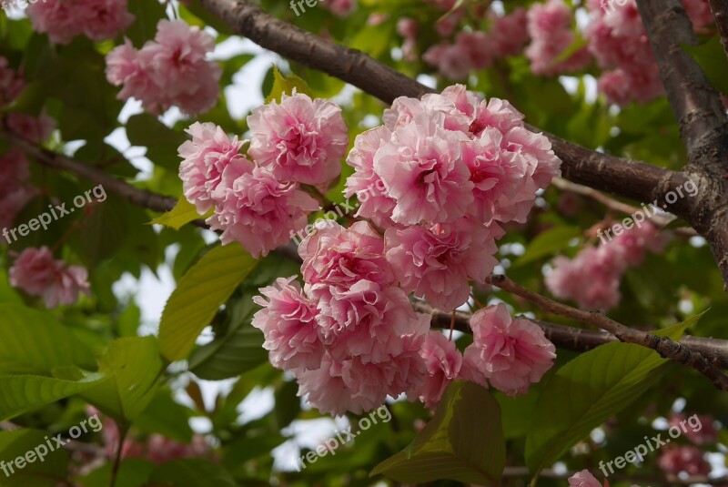 Cherryblossom Pink Blossom Nature Spring