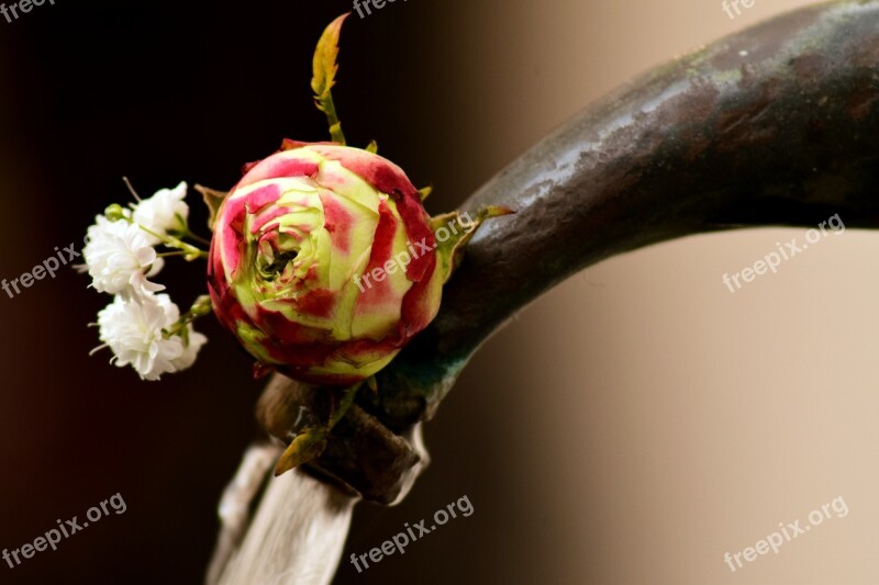 Flower Rose Blossom Bloom Close Up