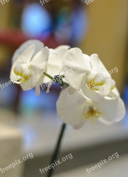 Flower Orchid White Orchid Free Photos