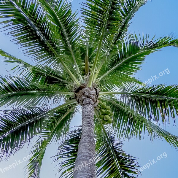 Palm Tree Miami Palm Tropical Florida