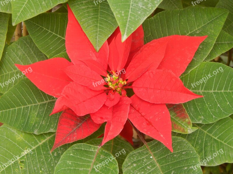 Star Federal Red Flower Red Petals Red Free Photos