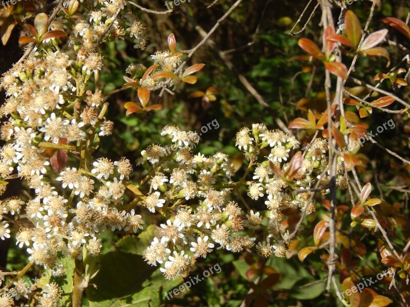 Flowers Small Flowers White Flowers Wild Free Photos