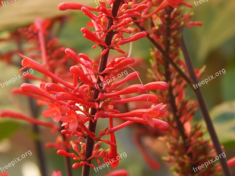 Red Red Flowers Red Flower Color Free Photos