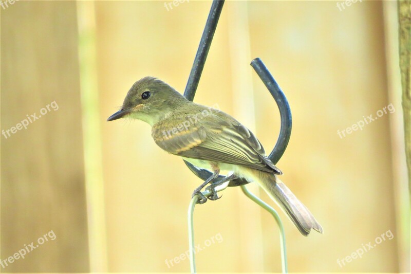 Bird Brown Tan Wildlife Cute