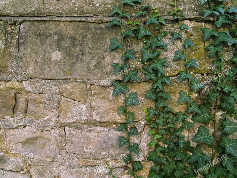 Wall Ivy Background Stone Wall Rankgewächse