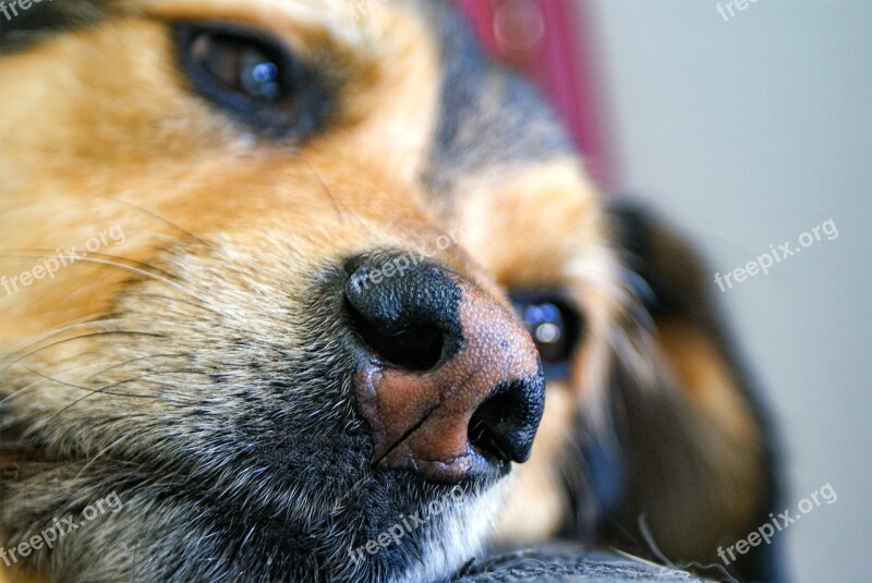 Dog Nose Snout Close Up Pet