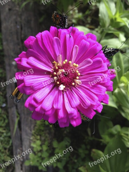 Zinnia Flower Fuschia Free Photos