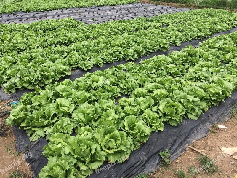 Lettuce Cabbage Farm Organic Natural