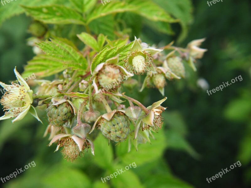 Raspberries Raspberry Flowers Fruit Fruits