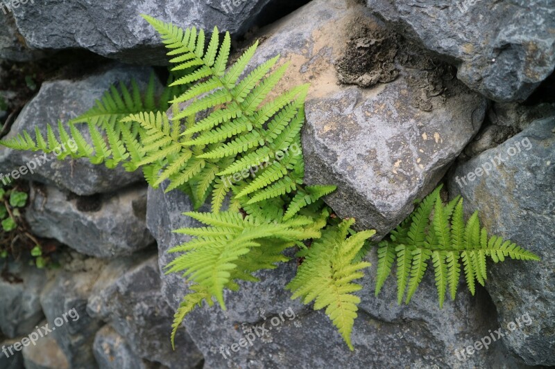 Fern Wall Stone Stone Wall Fouling