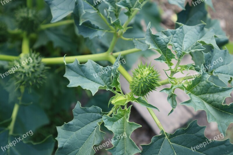 Thorn Apple Plant Toxic Herbalism Medicinal Plant