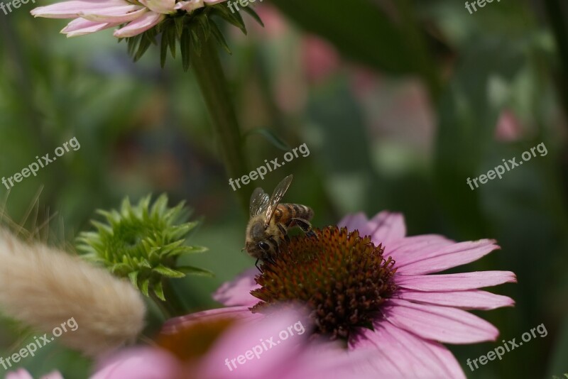 Bee Nature Summer Flowers Garden Flowers