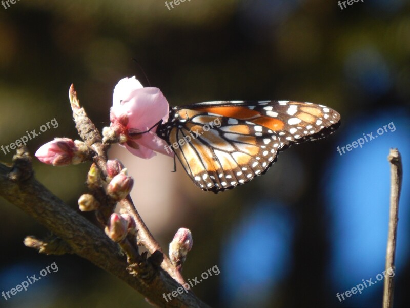 Butterfly Sucking Peach Blossom Posing Free Photos