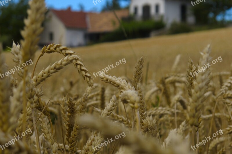 Wheat Background Nearby Free Photos