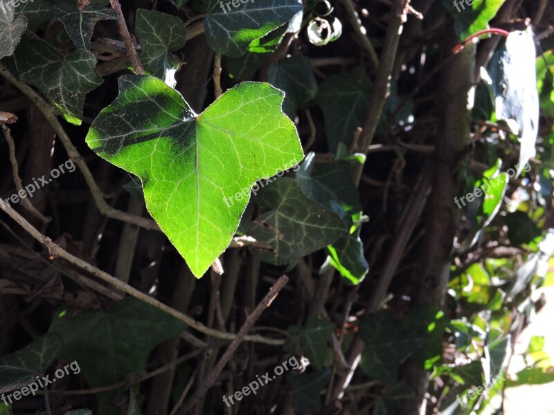 Ivy Leaves Plants Green Nature