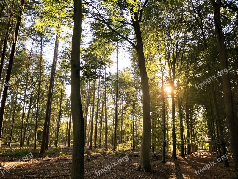 Sun Autumn Shadow Sheet Forests