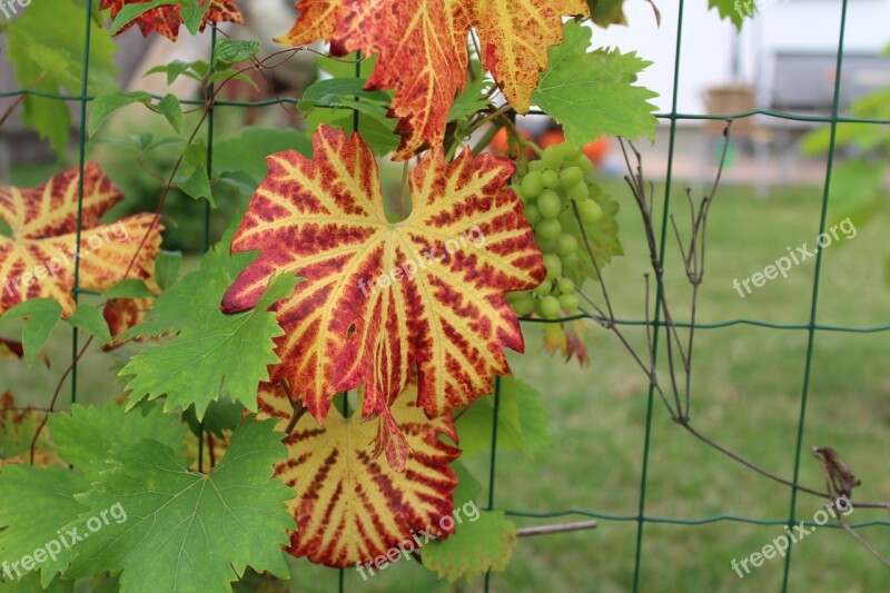 Foliage Garden Nature The Cultivation Of Grapes