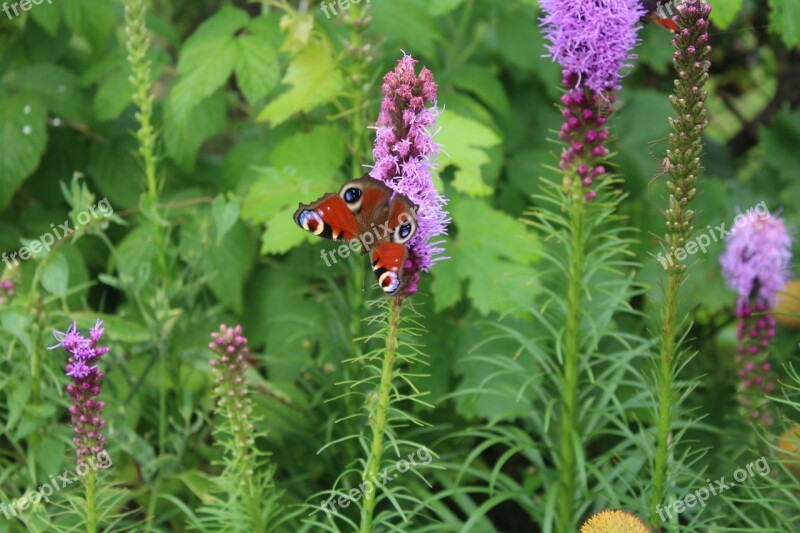 A Garden Plant Butterfly Flowers Summer Garden