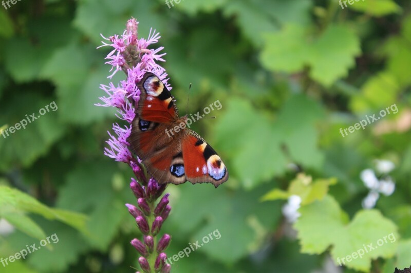 Butterfly Flower Painted Peacock Free Photos