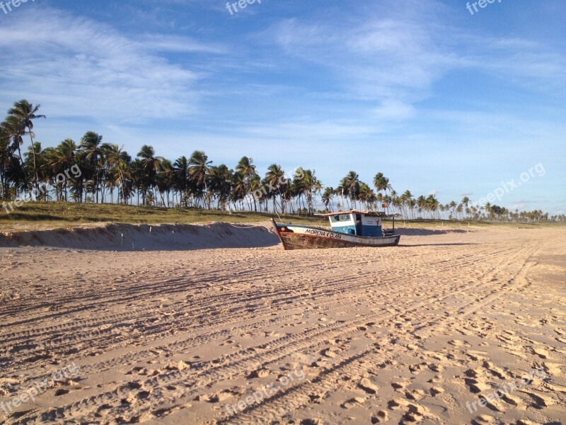 Beach Litoral Landscape Coconut Trees Sand