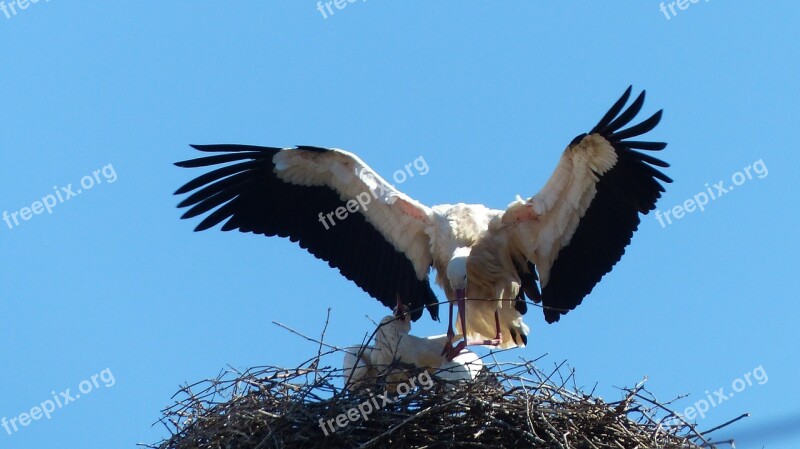 Stork Alsace Strasbourg Bird Free Photos