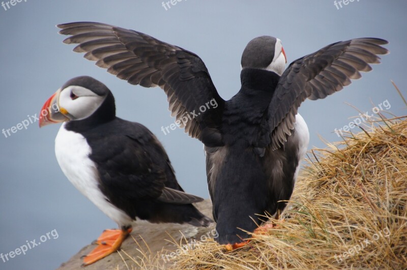 Bird Iceland Puffin Cliff Free Photos