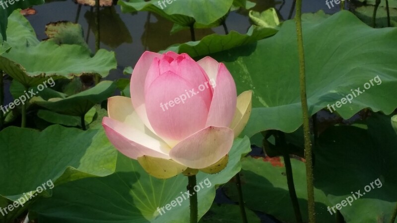 Lotus Lotus Leaf Pond Plants Underwater Plants Free Photos