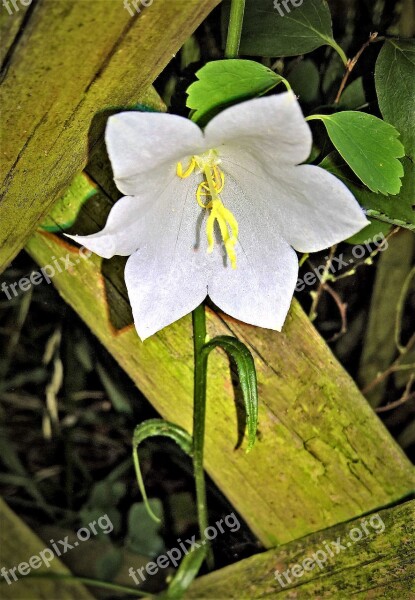 Plant Bellflower White Blossom Yellow Pollen Tubes Wildwachsend