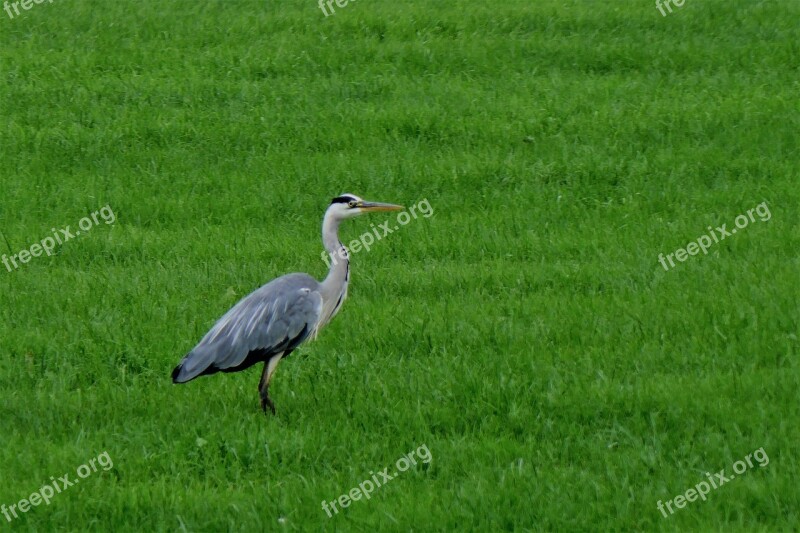 Bird Heron Nature Flying Bill