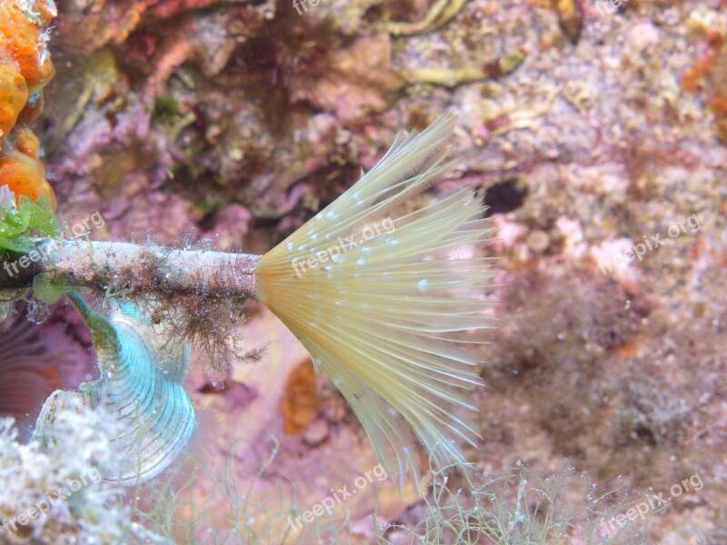 Underwater Diving Water Ocean Sea