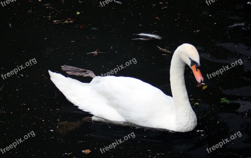 Swan Bird Water Bird Animal Water