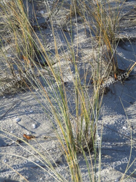 Beach Baltic Sea Marram Grass Free Photos