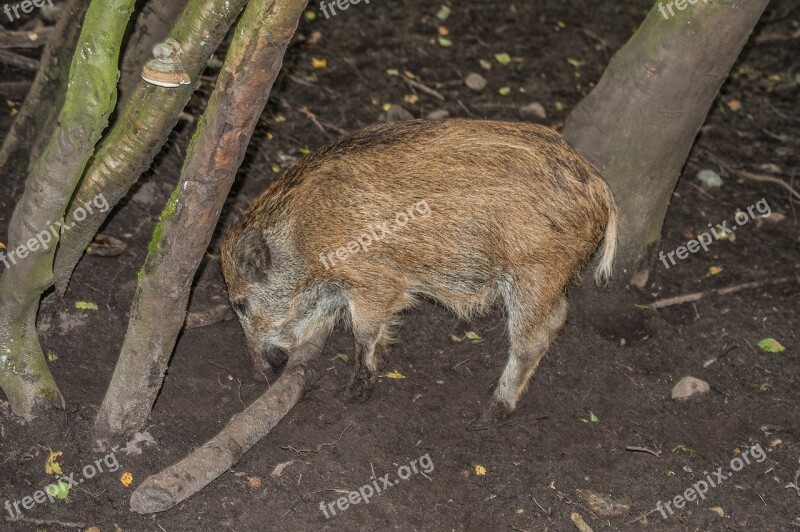 Boar Launchy Mammal Young Young Animal