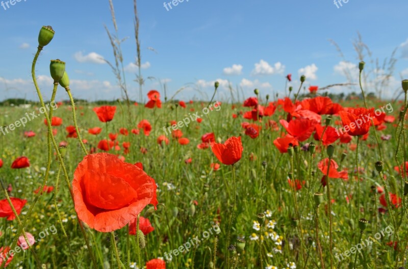 Corn Poppy Field Poppy Field Flowers Maky Field