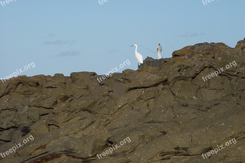 Fishers Bird Rocks Free Photos