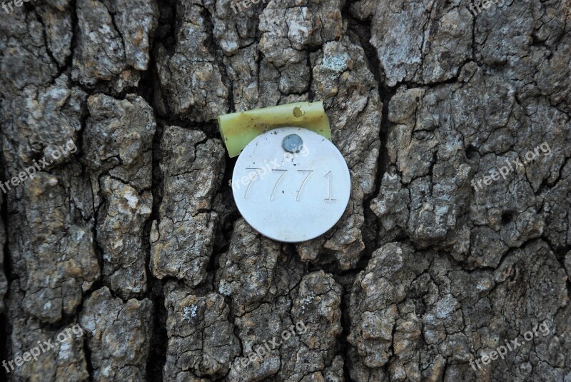 Tree Identification Tags Identification Tags Tree Tags Tag Identification