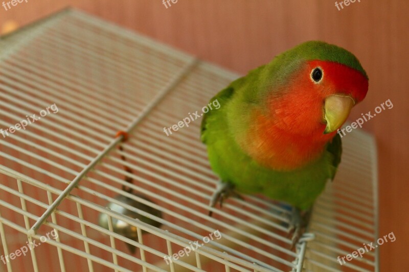 Pet Bird Parrot Lovebird Animal