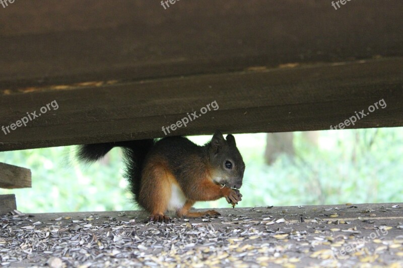 Squirrel Eat Cute Animal Possierlich