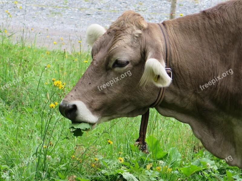 Cow Cow's Head Depression Free Photos