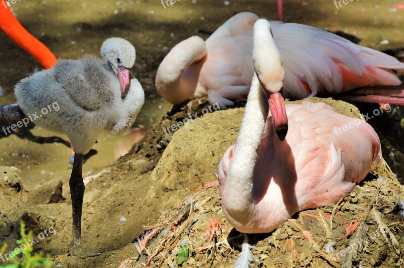 Flamingo Young Animal Bird Chicks Young Flamingo