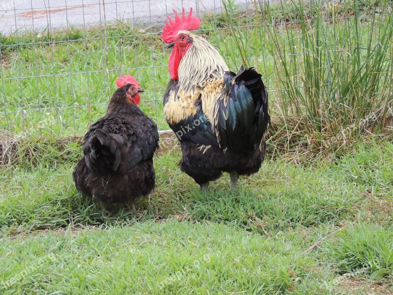 Chickens Hen Rooster Farm Domestic