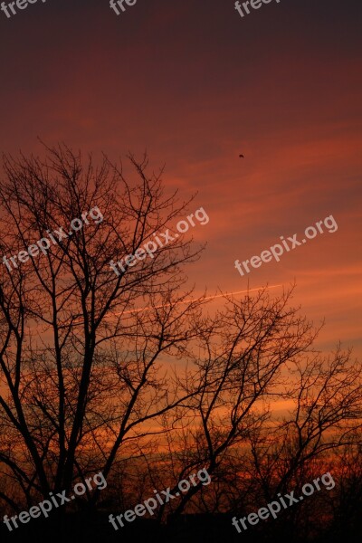 Winter Branch Sky Sunset Cloud